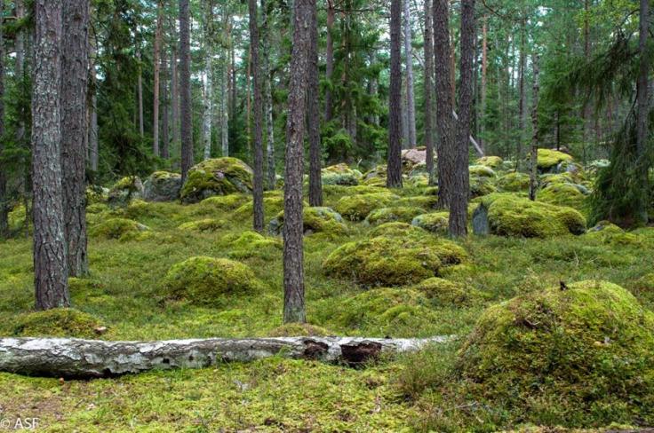 14183717_10209256379233866_6922176788752993331_n