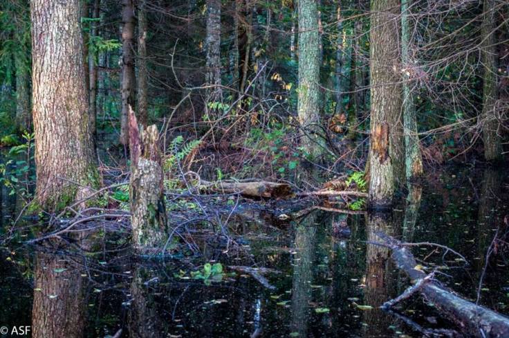 14224910_10209256380913908_5356559255503515778_n